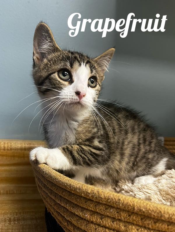 Grapefruit, Adoptable, Kitten Female Domestic Short Hair.