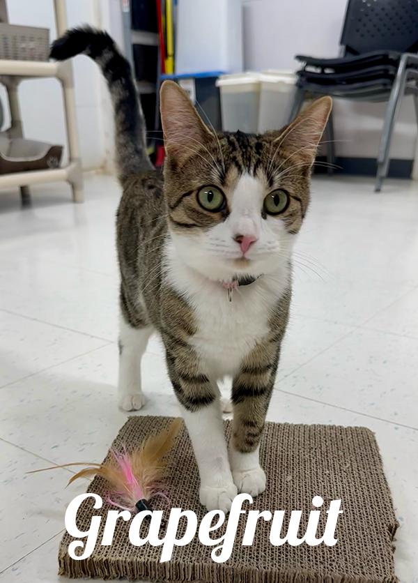 Grapefruit, Adoptable, Young Female Domestic Short Hair.