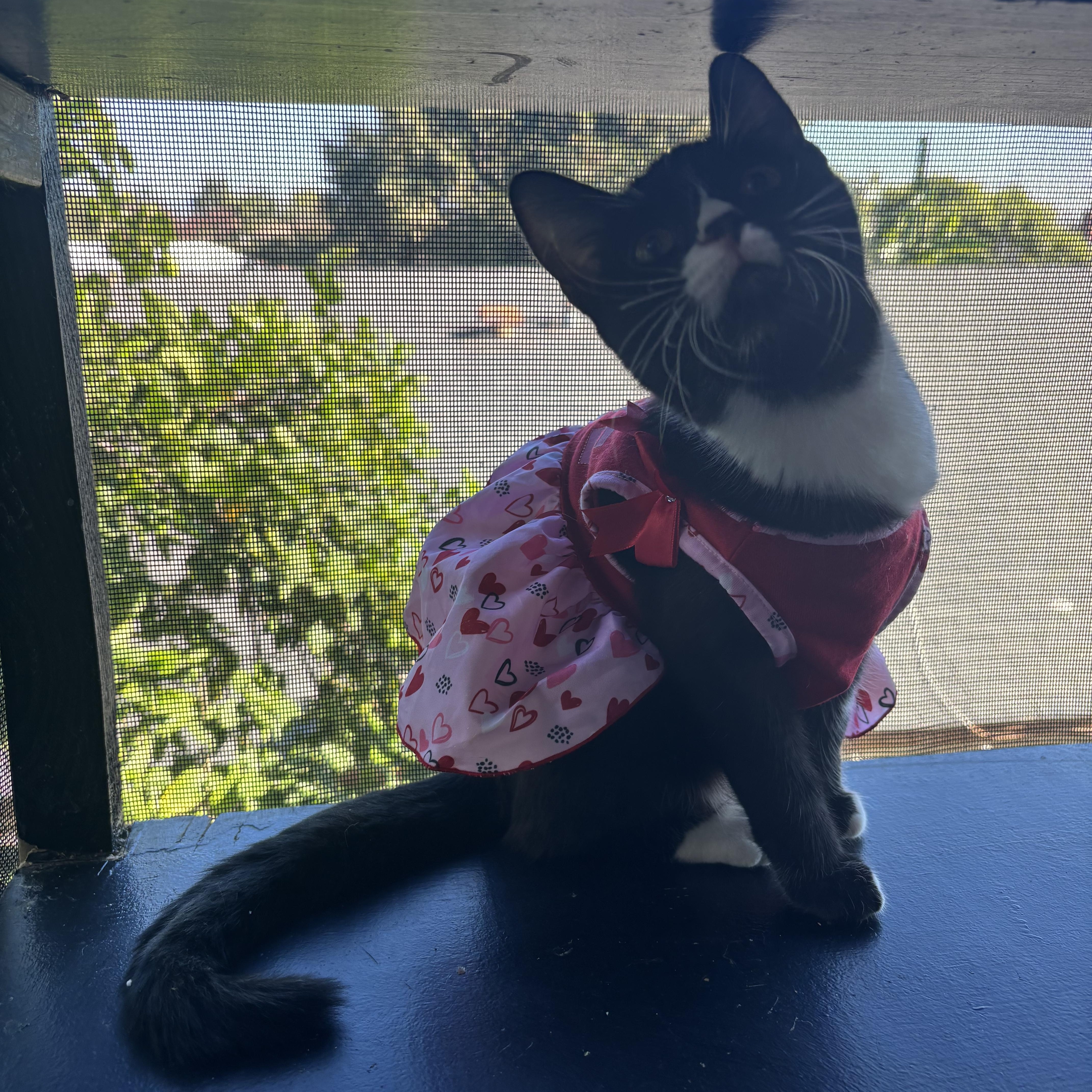 Abagail , ADOPTABLE, Kitten Female Domestic Short Hair.