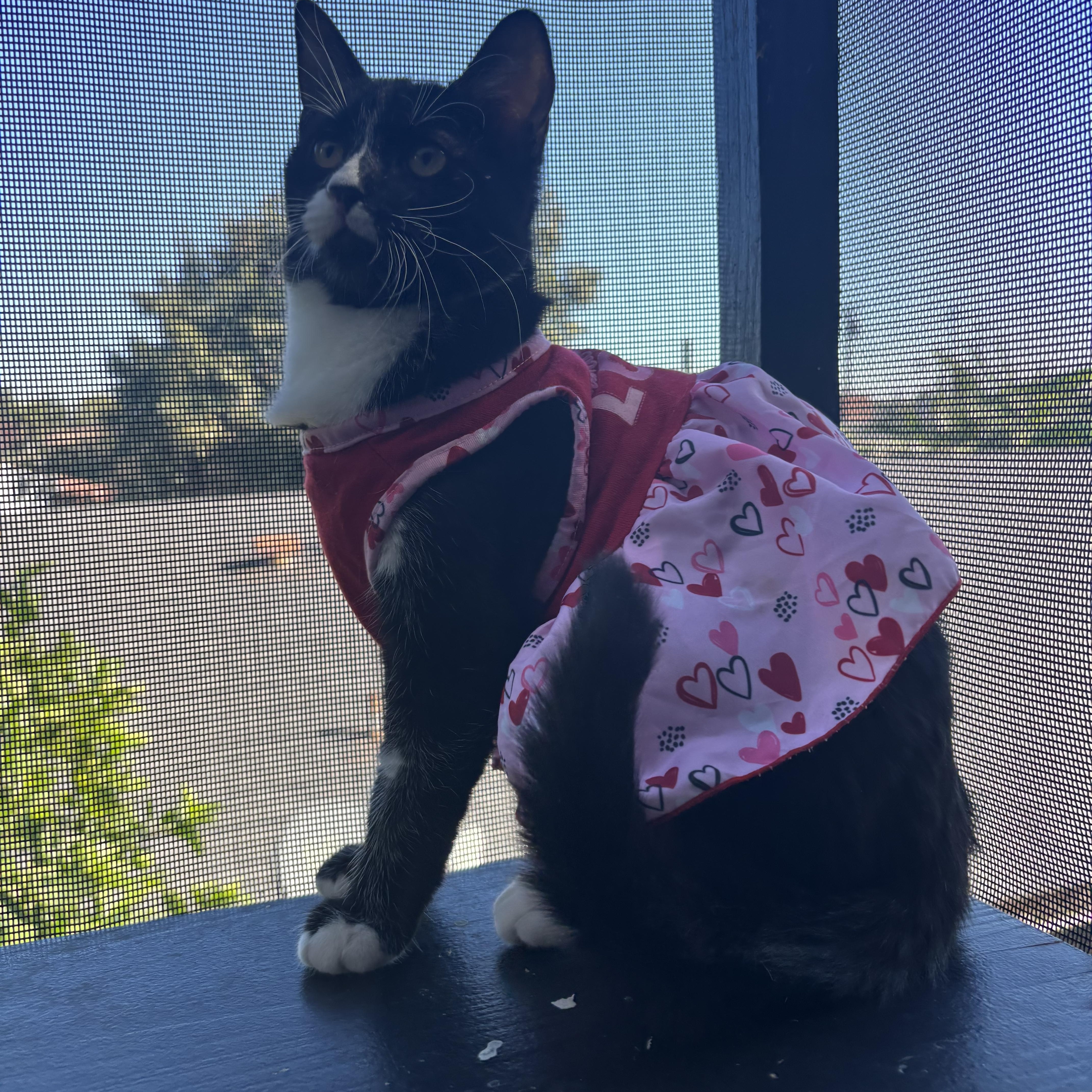 Enlarge Abagail , a ADOPTABLE Domestic Short Hair in Costa Mesa, CA image 3/3