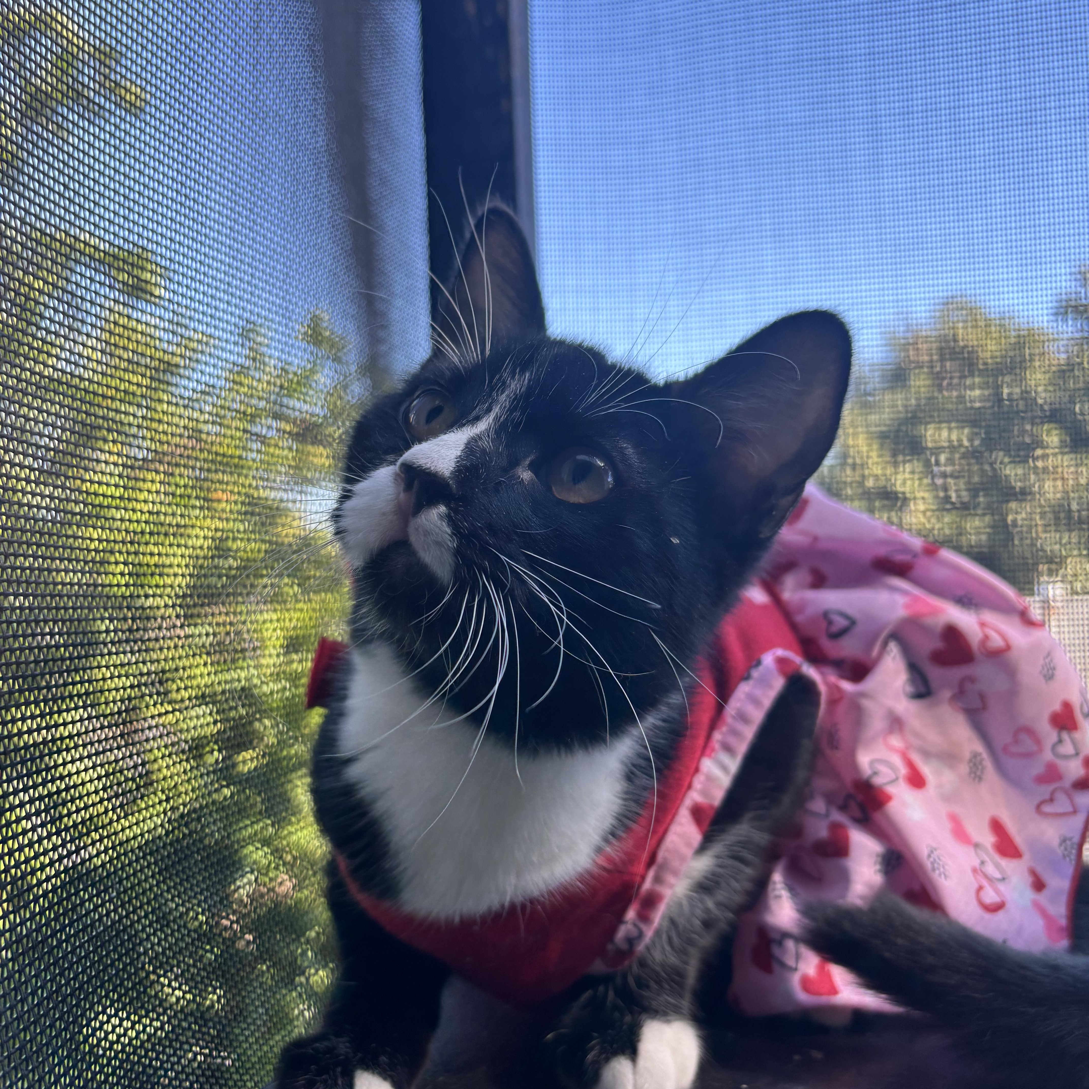 Enlarge Abagail , a ADOPTABLE Domestic Short Hair in Costa Mesa, CA image 2/3