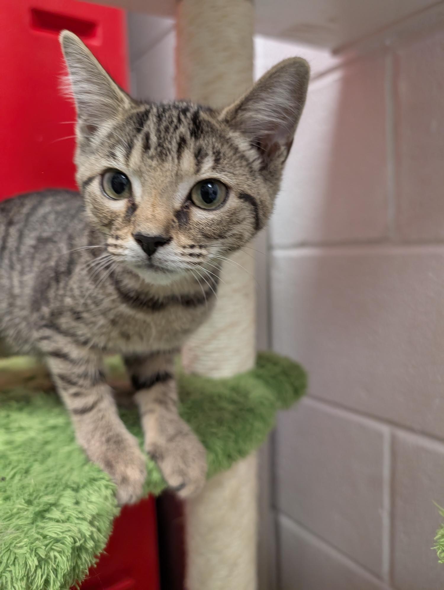Bailey, a Adoptable Domestic Short Hair in Smithfield, NC image 1/5
