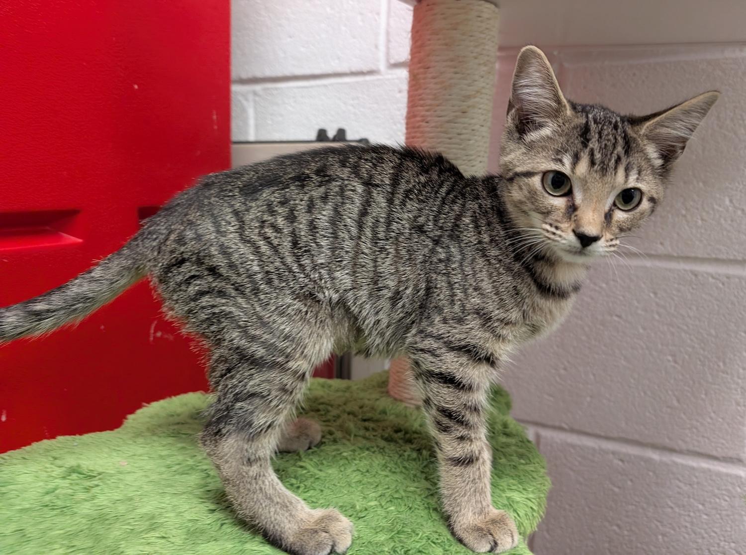 Bailey, a Adoptable Domestic Short Hair in Smithfield, NC image 2/5