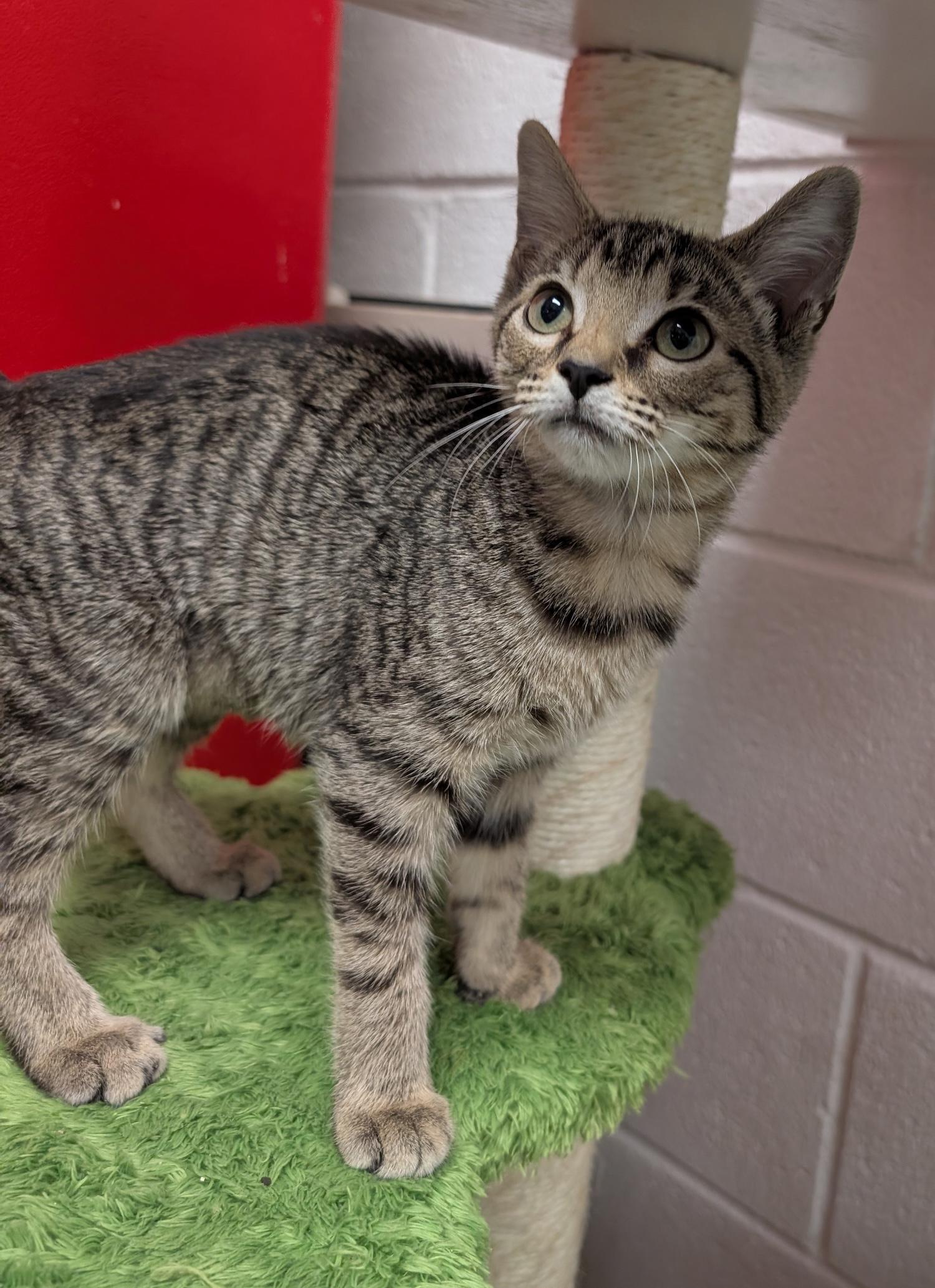 Bailey, a Adoptable Domestic Short Hair in Smithfield, NC image 3/5