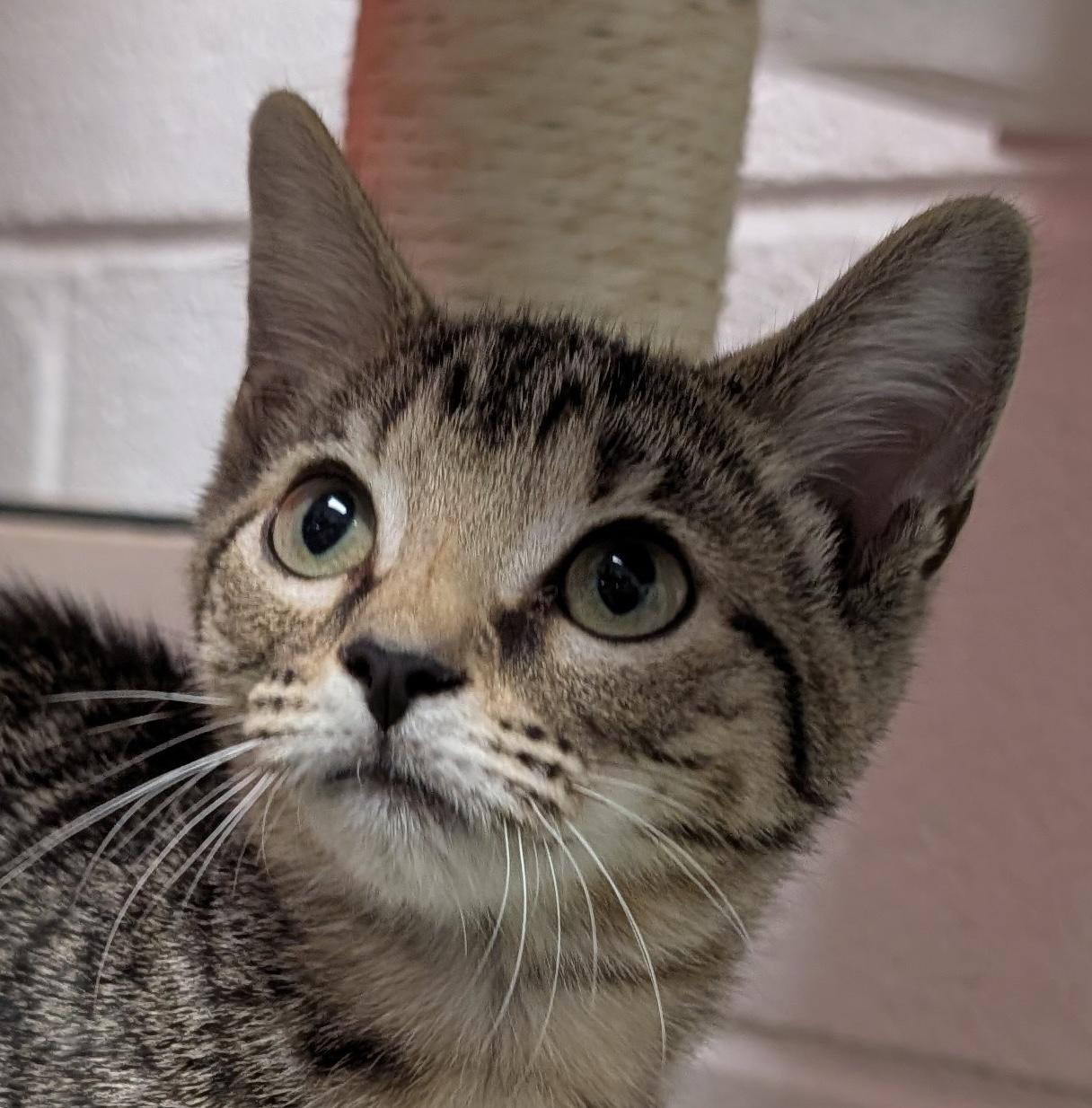 Bailey, a Adoptable Domestic Short Hair in Smithfield, NC image 4/5