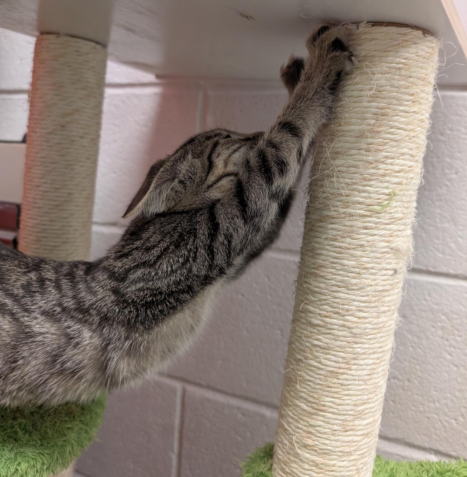 Bailey, a Adoptable Domestic Short Hair in Smithfield, NC image 5/5