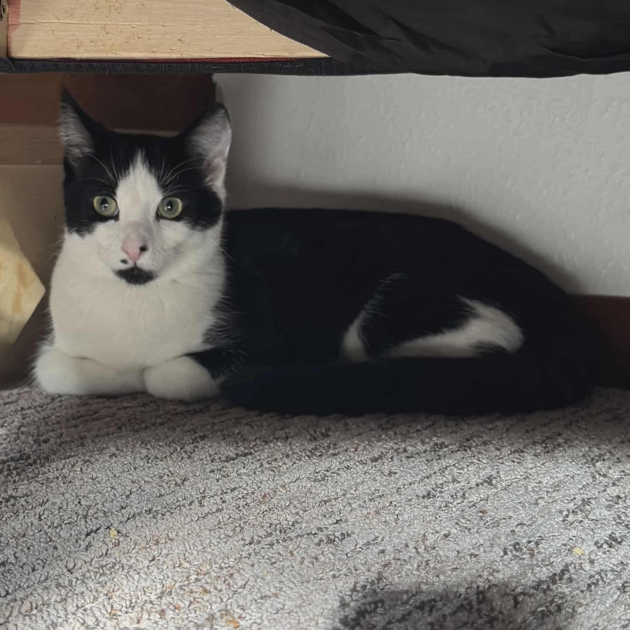 Enlarge Buttons - 20% off - Bashful Litter, a ADOPTABLE mixed breed in Gladstone, OR image 1/2