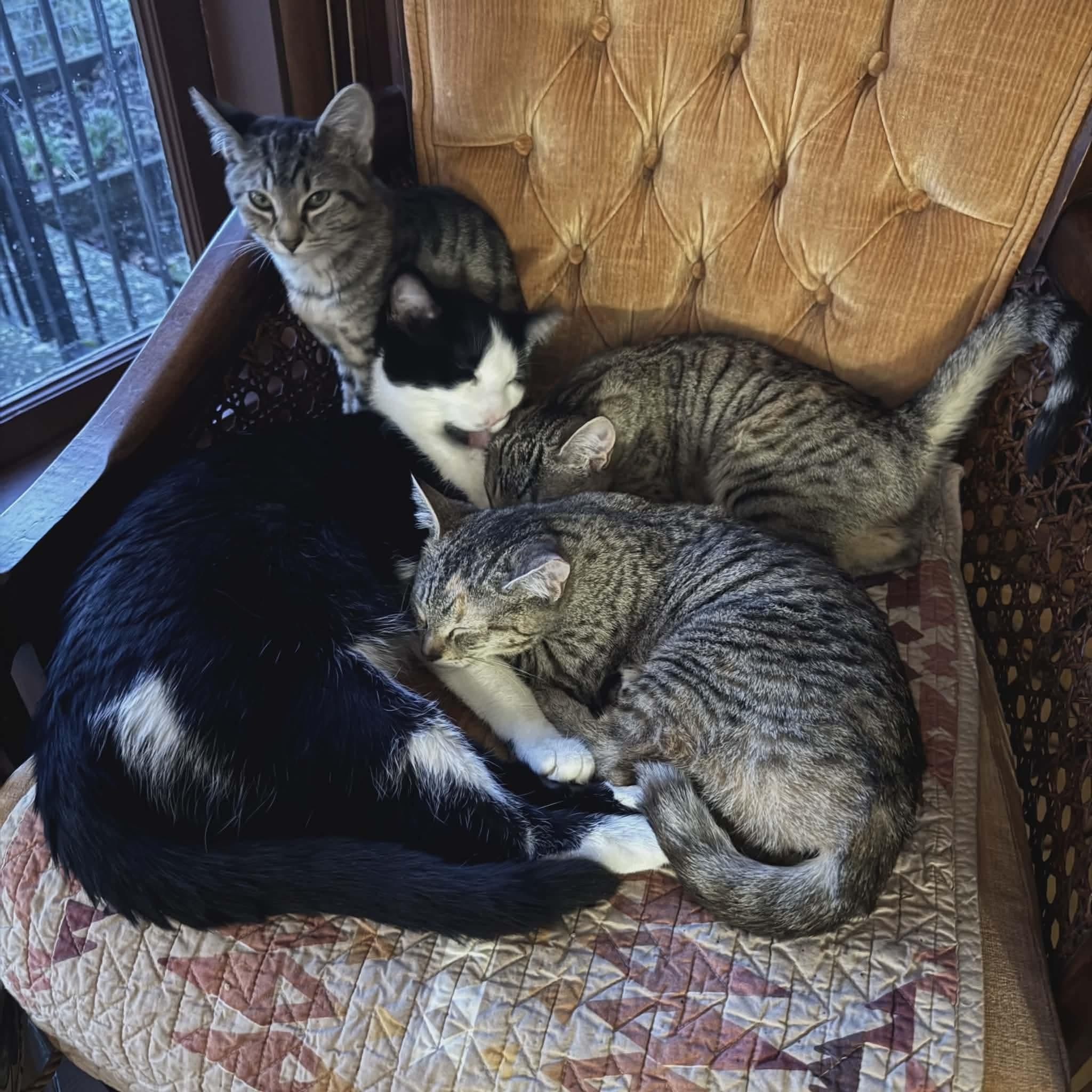 Enlarge Buttons - 20% off - Bashful Litter, a ADOPTABLE mixed breed in Gladstone, OR image 2/2