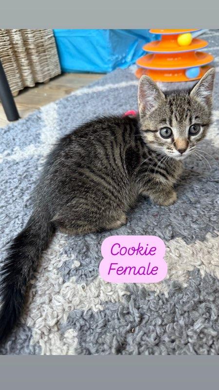 Cookie