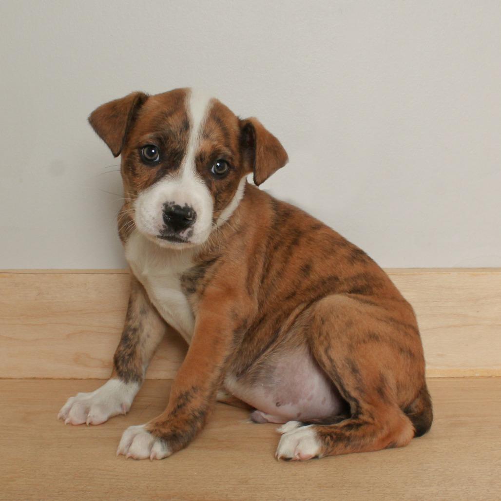 Zero D68747, Adoptable, Puppy Male Boxer & Mixed Breed.