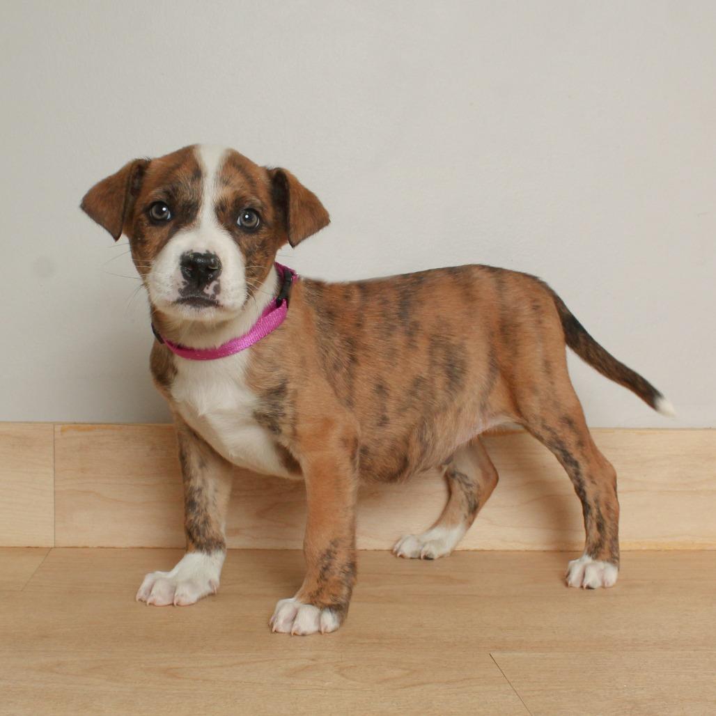 Zero D68747, a Adoptable mixed breed in Minnetonka, MN image 2/3