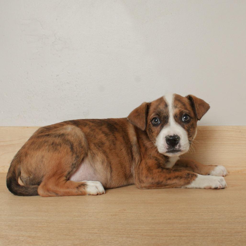 Zero D68747, a Adoptable mixed breed in Minnetonka, MN image 3/3