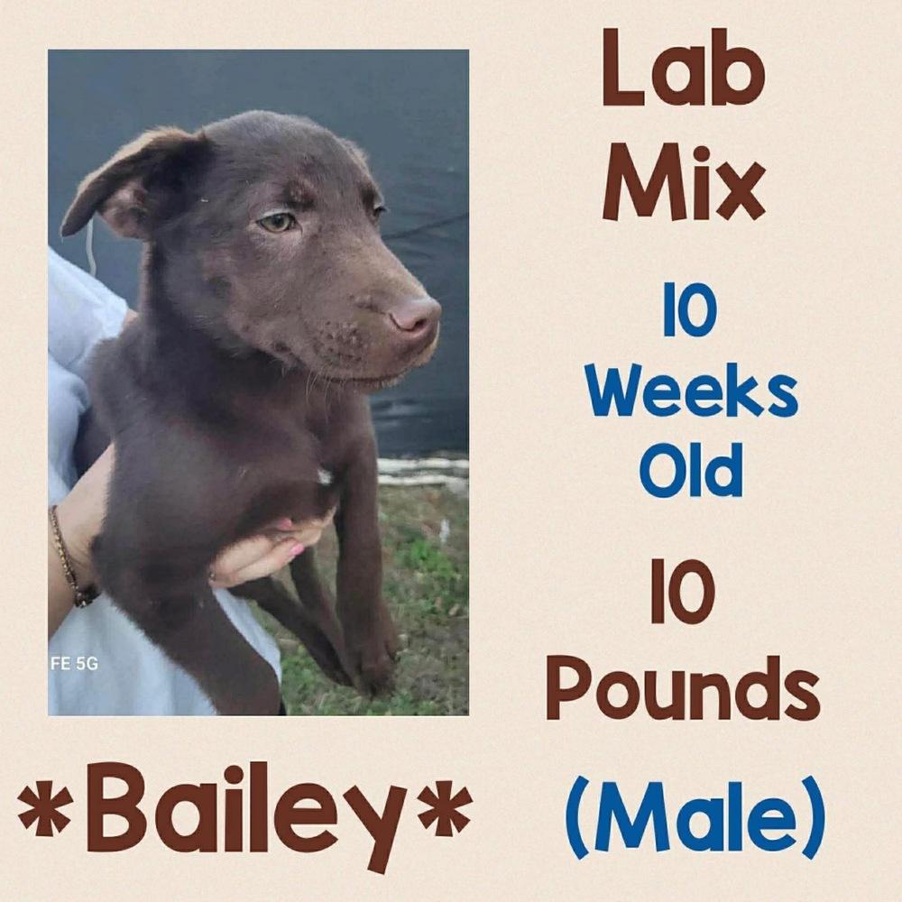 Enlarge Bailey, a Adopted mixed breed in Amherst, NY image 1/1