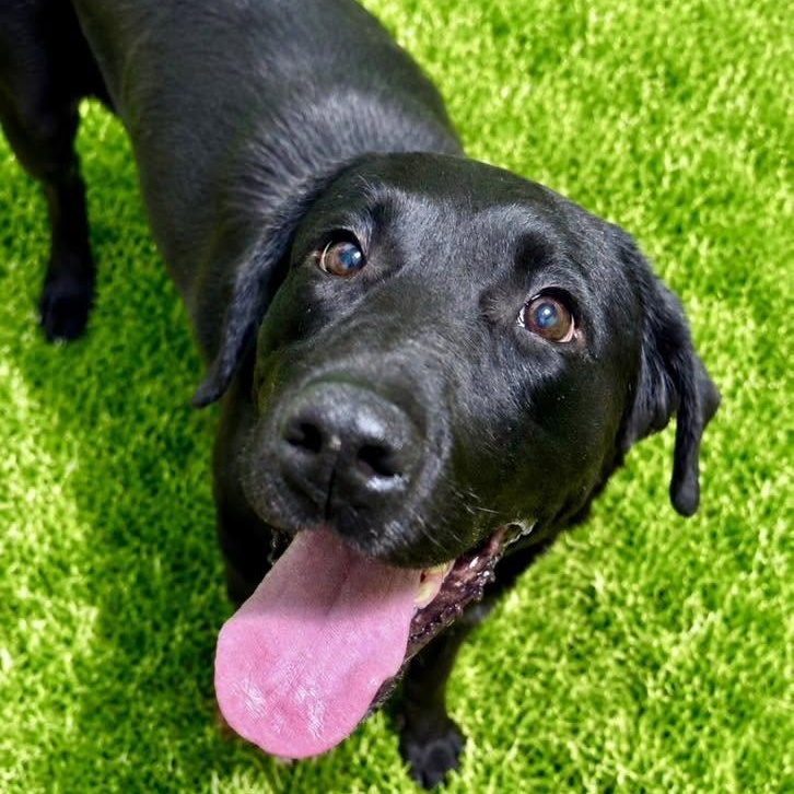 Enlarge Relish, a ADOPTABLE Black Labrador Retriever in Battle Creek, MI image 1/1
