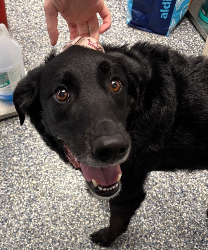 Enlarge Hershey, a Adoptable mixed breed in Carthage, MO image 1/1