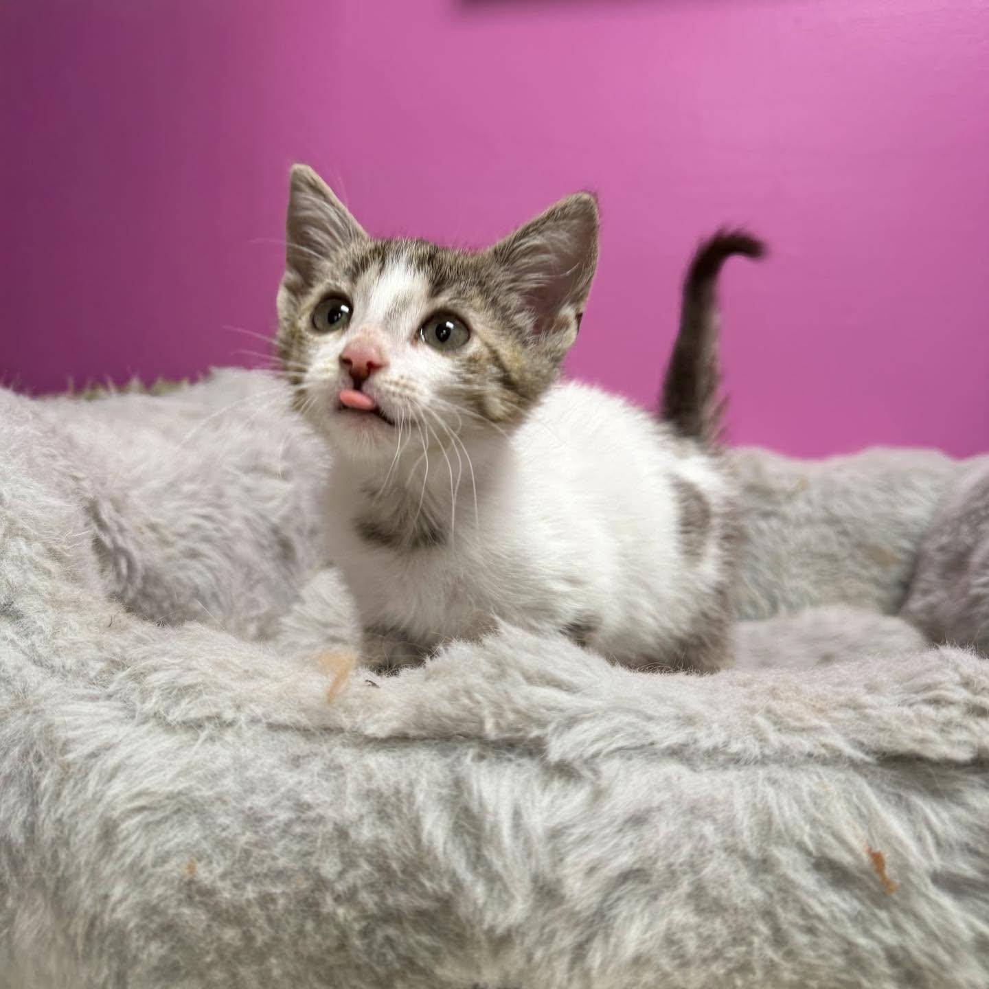 Enlarge Hissy, a ADOPTABLE Domestic Short Hair in Baton Rouge, LA image 1/1