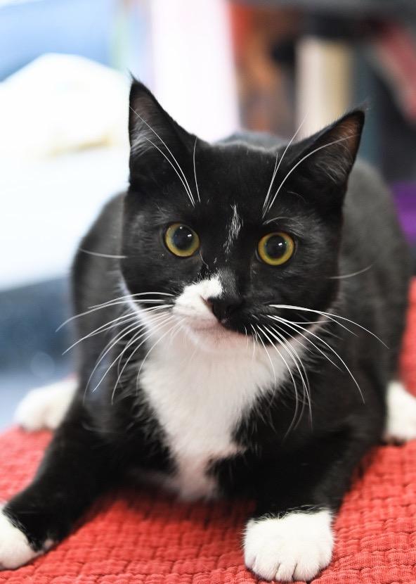 Peeps, Adoptable, Kitten Male Domestic Short Hair.