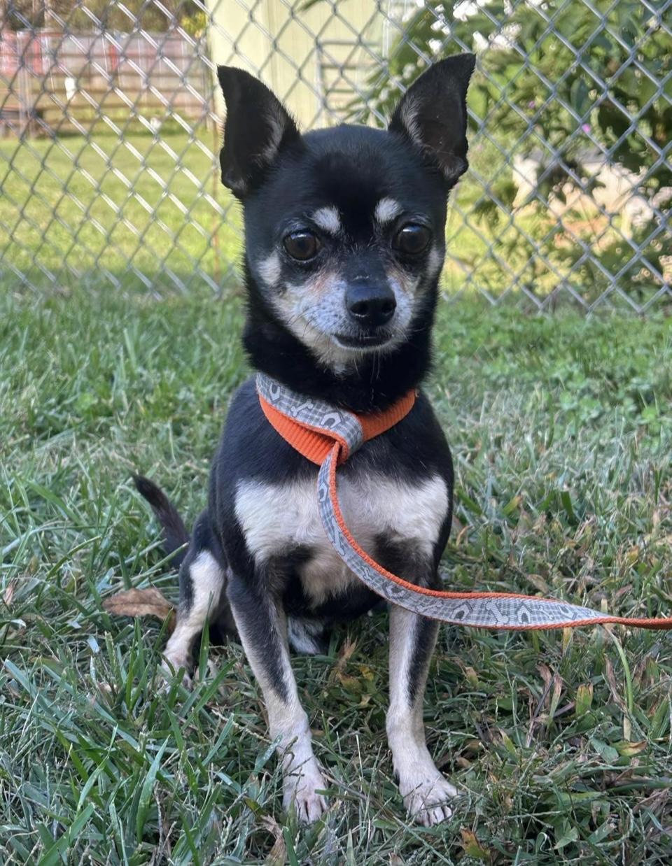 Squeak, Adopted, Senior Male Chihuahua.
