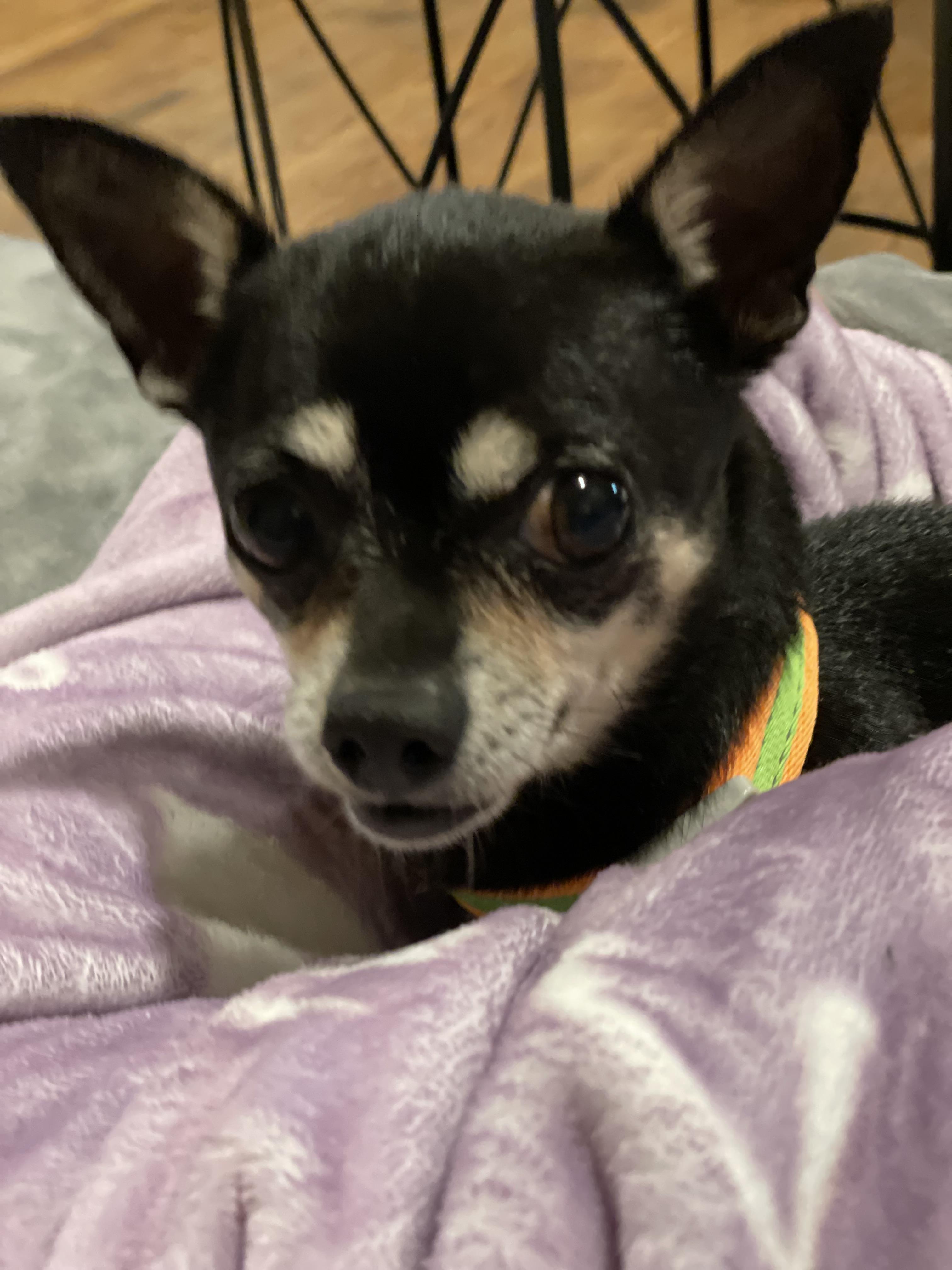 Enlarge Squeak, a Adopted mixed breed in Raleigh, NC image 2/4