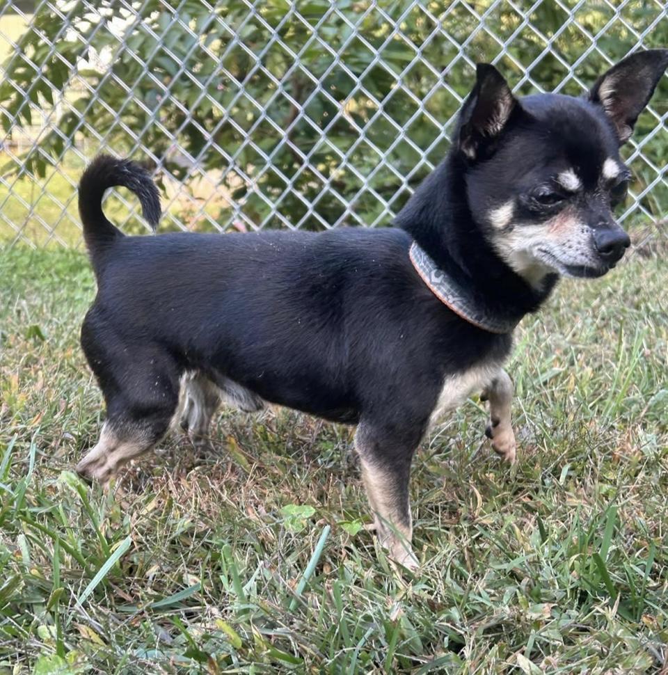 Enlarge Squeak, a Adopted mixed breed in Raleigh, NC image 3/4