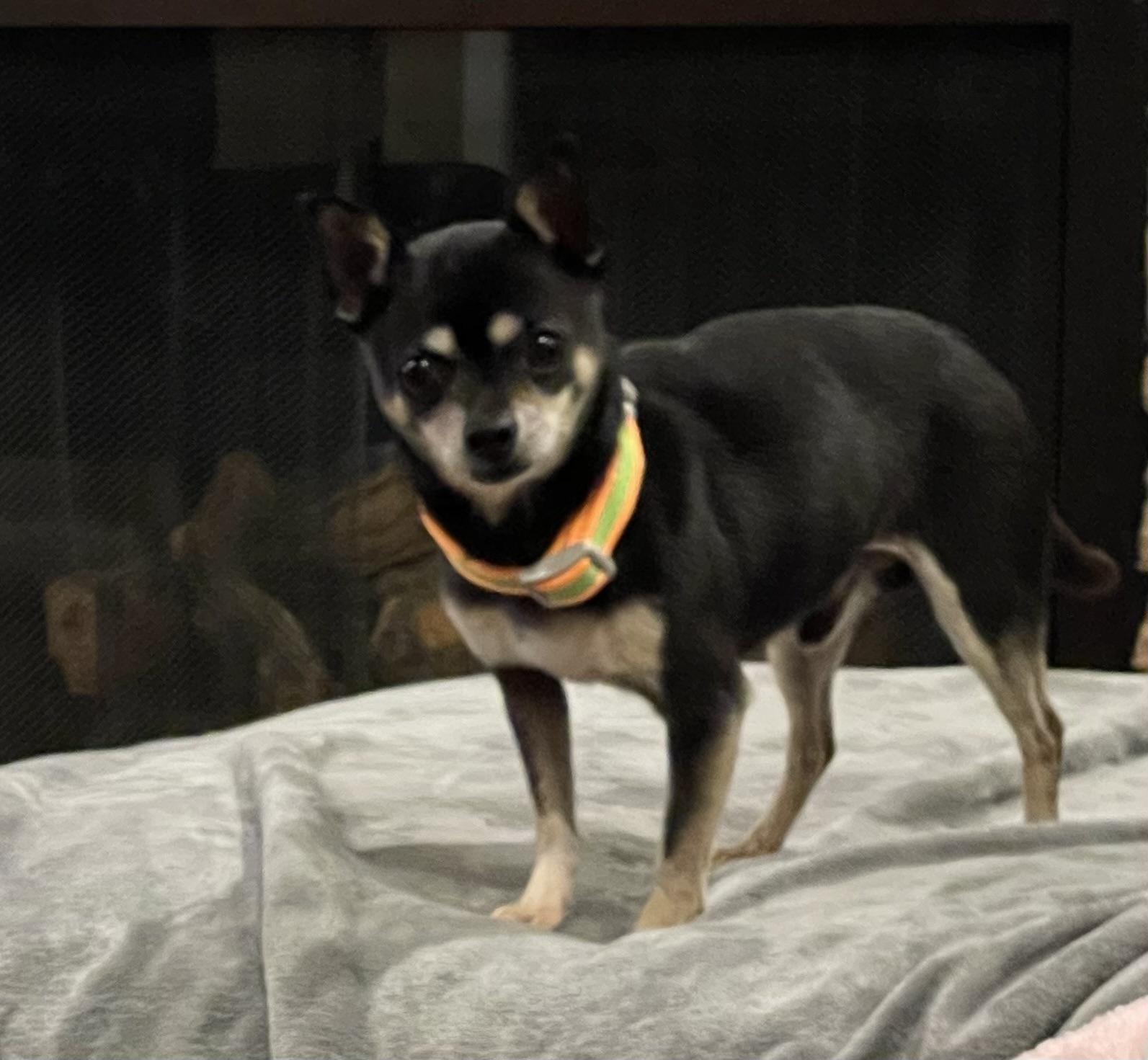 Enlarge Squeak, a Adopted mixed breed in Raleigh, NC image 4/4