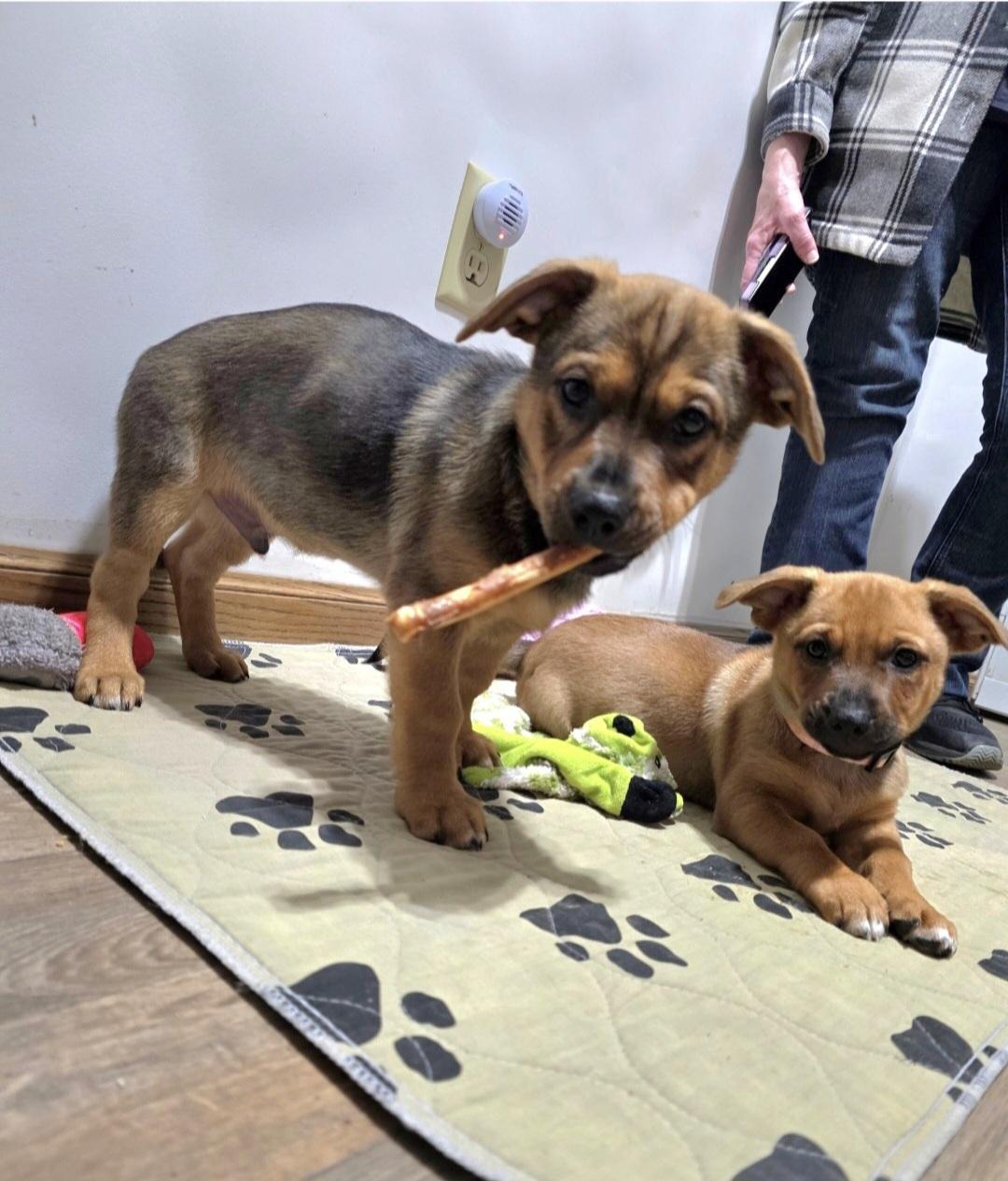 Enlarge Wayne-*adopted*, an adopted mixed breed in Jamestown, ND image 6/6