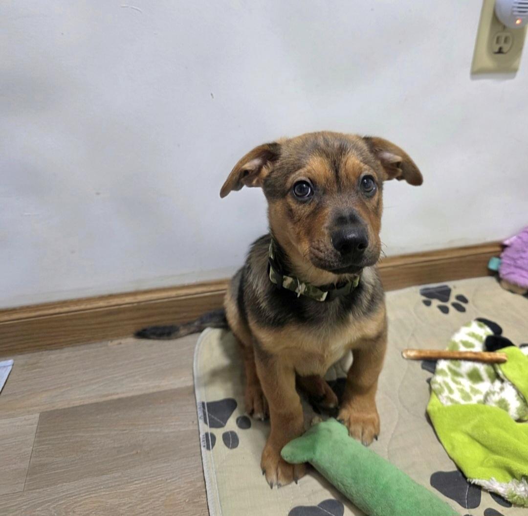 Enlarge Wayne-*adopted*, an adopted mixed breed in Jamestown, ND image 2/6