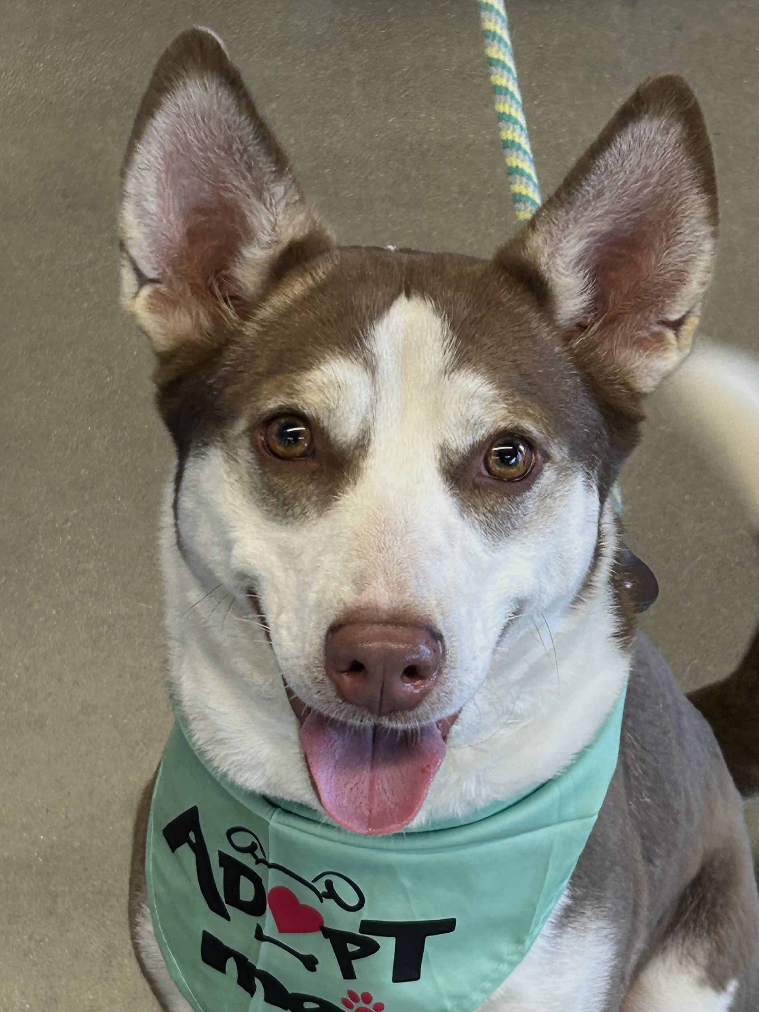 Enlarge Naomi, a Adoptable mixed breed in Clayton, NC image 2/6