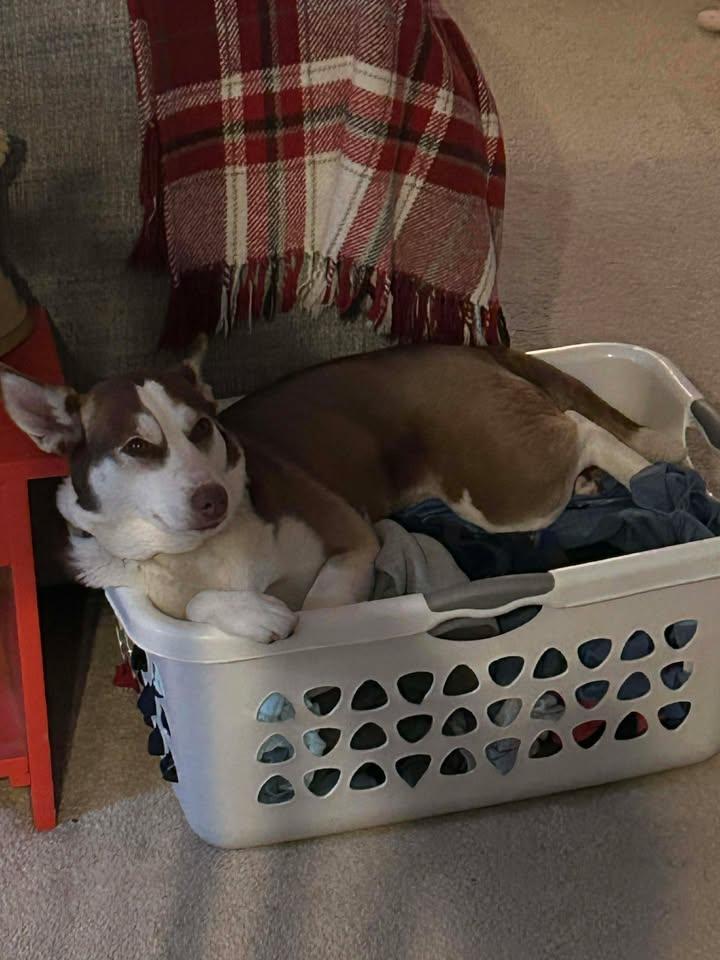 Enlarge Naomi - IN FOSTER HOME - AVAILABLE TO ADOPT, an adopted mixed breed in Clayton, NC image 6/6