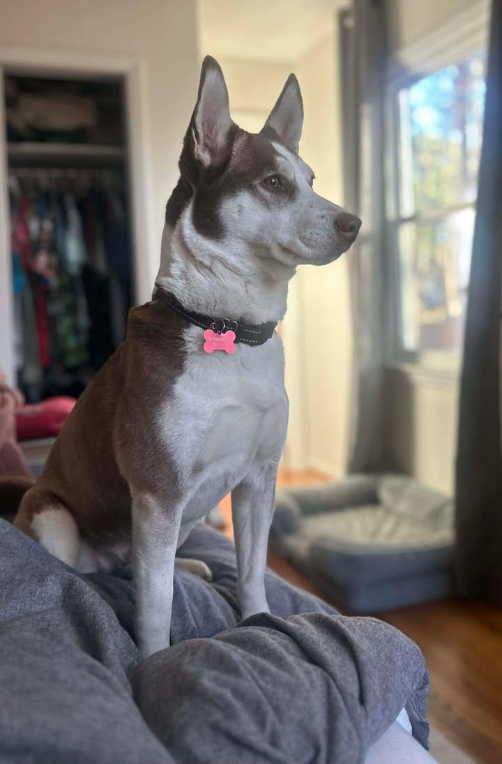 Enlarge Naomi - IN FOSTER HOME - AVAILABLE TO ADOPT, an adopted mixed breed in Clayton, NC image 1/6