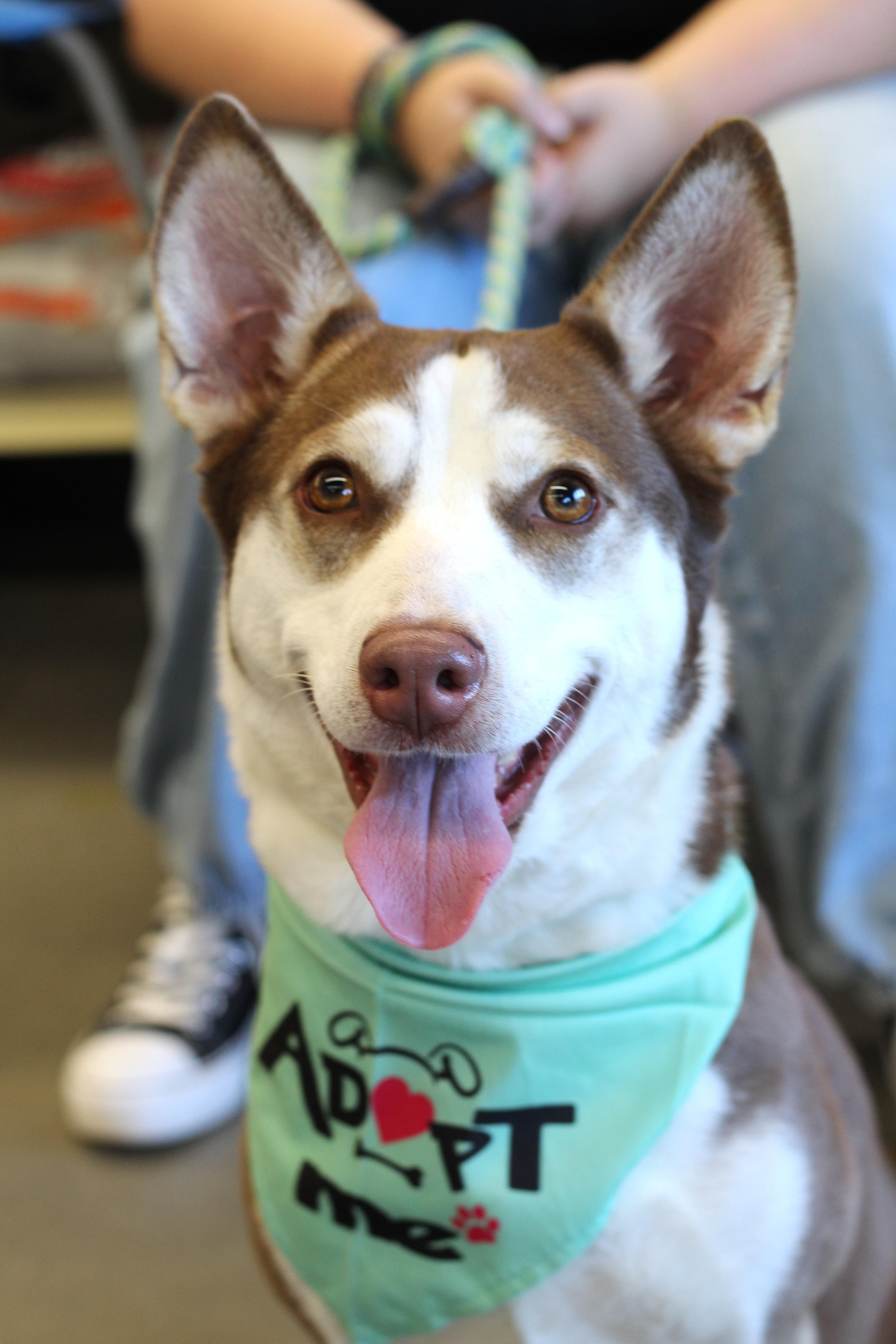 Enlarge Naomi, a Adoptable mixed breed in Clayton, NC image 6/6