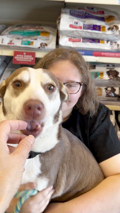 Enlarge Naomi, a Adoptable mixed breed in Clayton, NC video 4/6