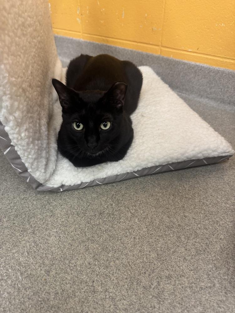 Cocoa, Adoptable, Adult Male Domestic Short Hair.