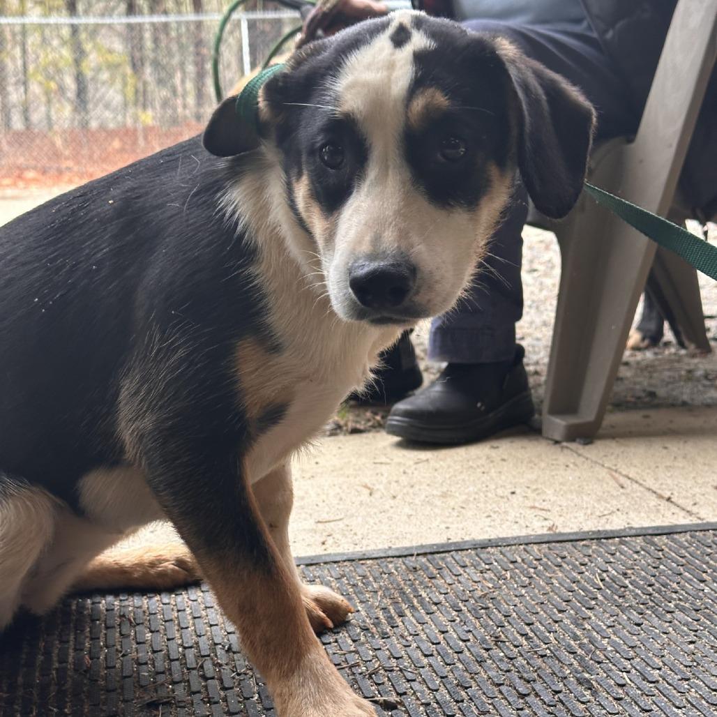 Lucy, Adoptable, Young Female Mixed Breed.