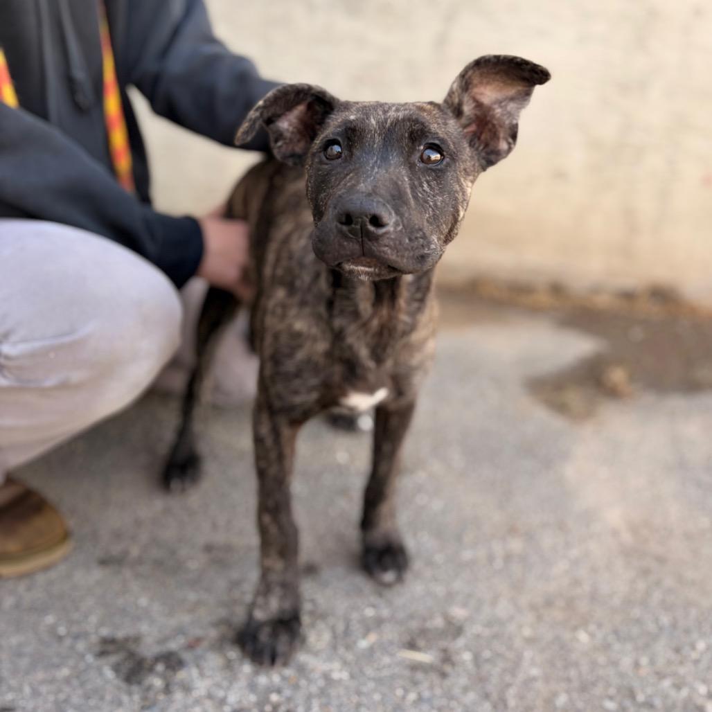 Enlarge Blossom, a Adoptable Mixed Breed in Spokane, WA image 1/1