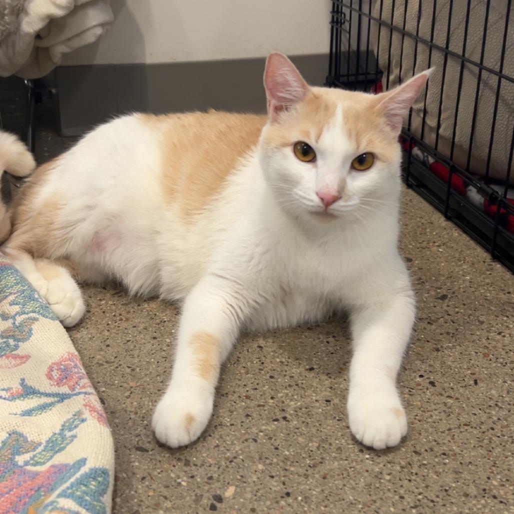 Mau, Adoptable, Adult Male Domestic Short Hair.