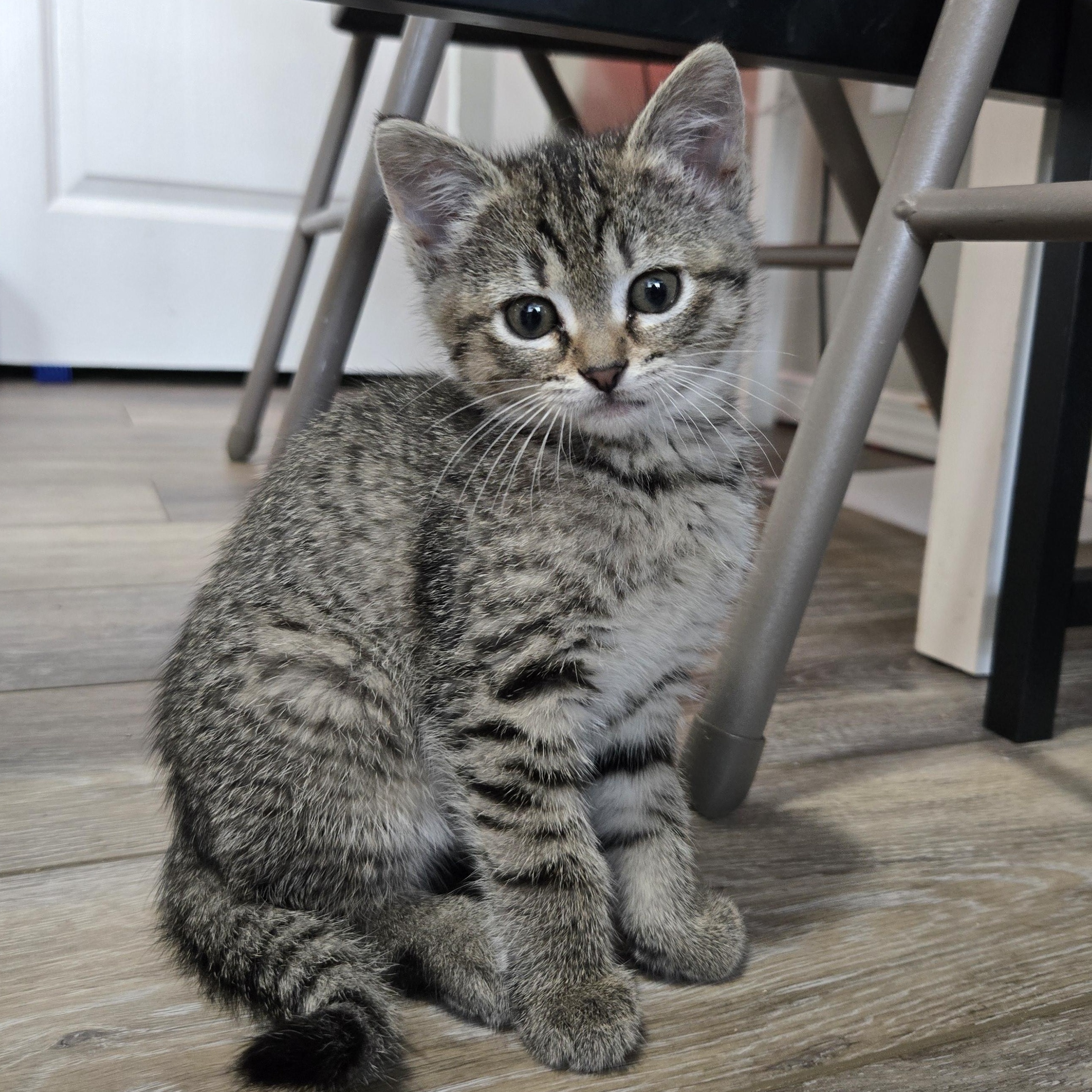 Yuki, ADOPTABLE, Kitten Female Tabby.