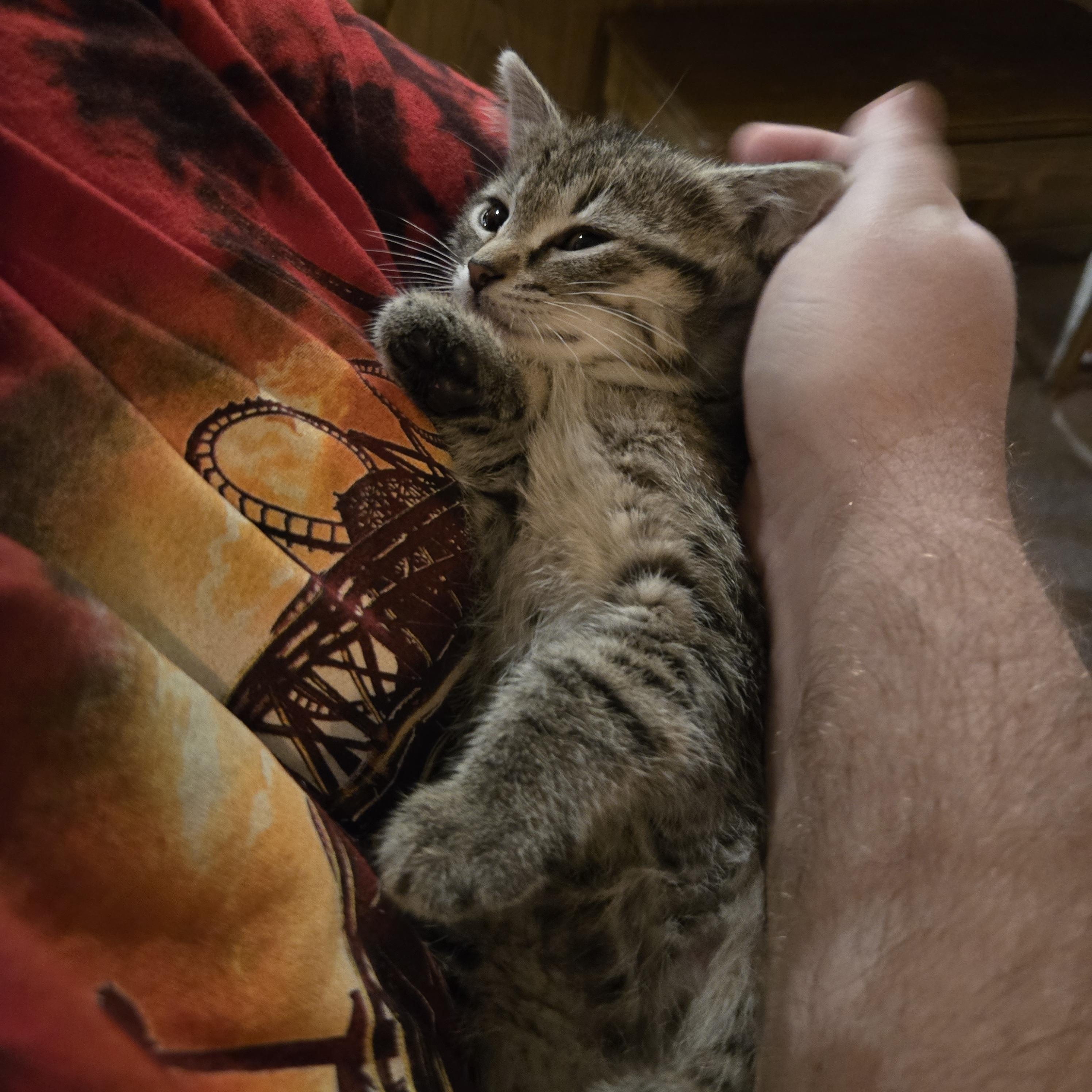 Enlarge Yuki, a ADOPTABLE Tabby in Pasco, WA image 2/4