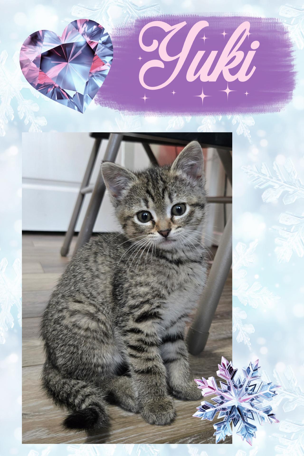 Enlarge Yuki, a ADOPTABLE Tabby in Pasco, WA image 3/4
