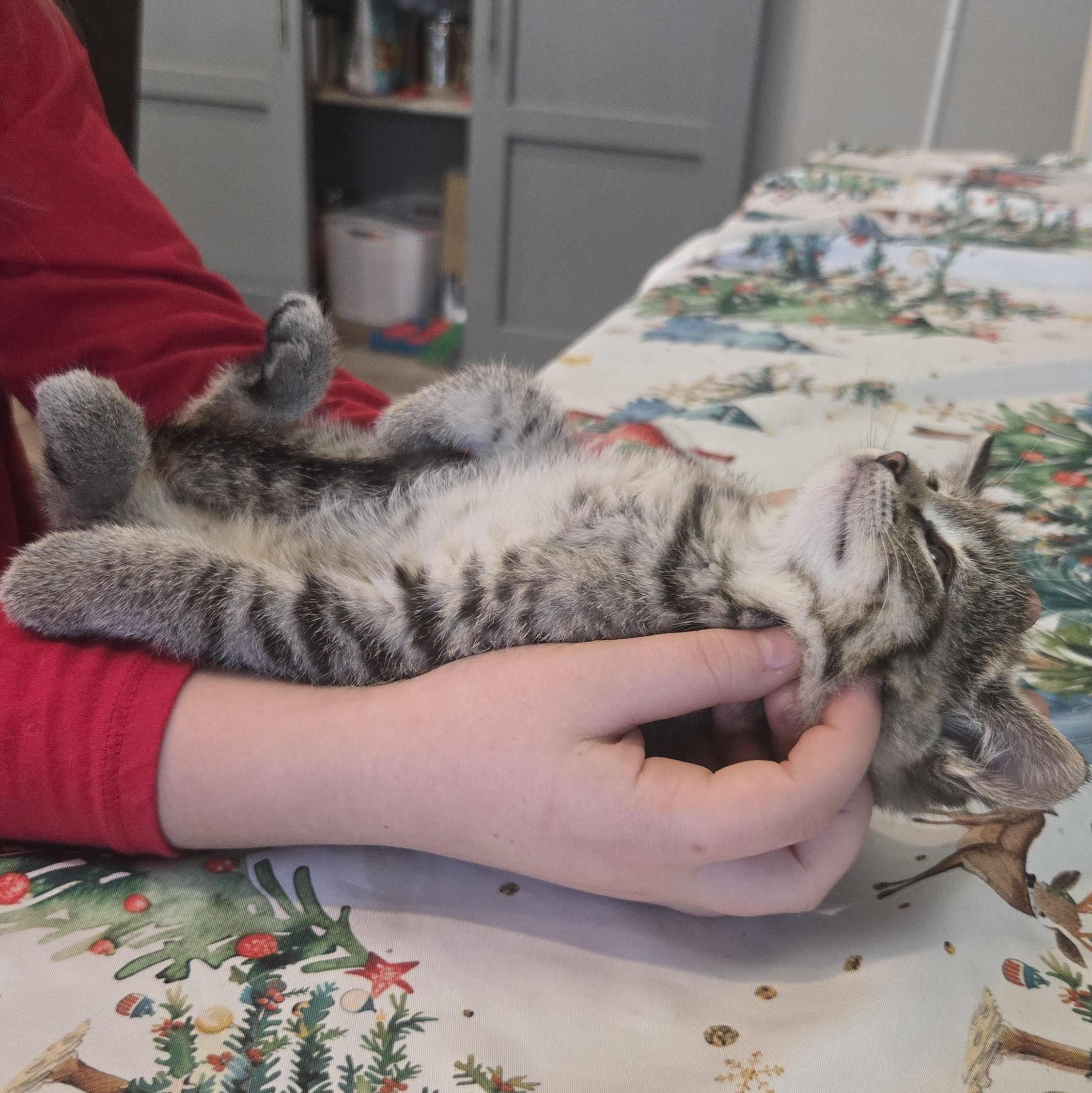 Enlarge Yuki, a ADOPTABLE Tabby in Pasco, WA image 4/4