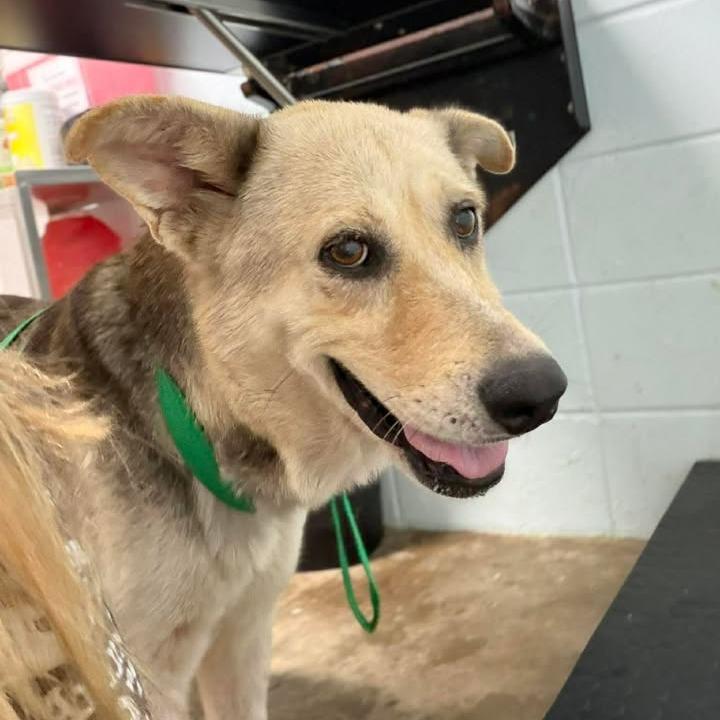 Tibon, Adoptable, Young Female Shepherd & Husky.