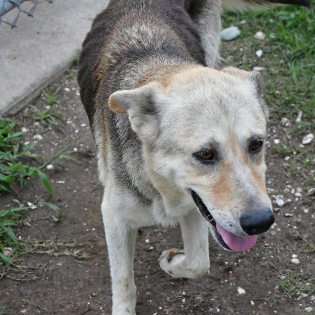 Enlarge Tibon, a Adoptable mixed breed in Beaumont, TX image 2/6