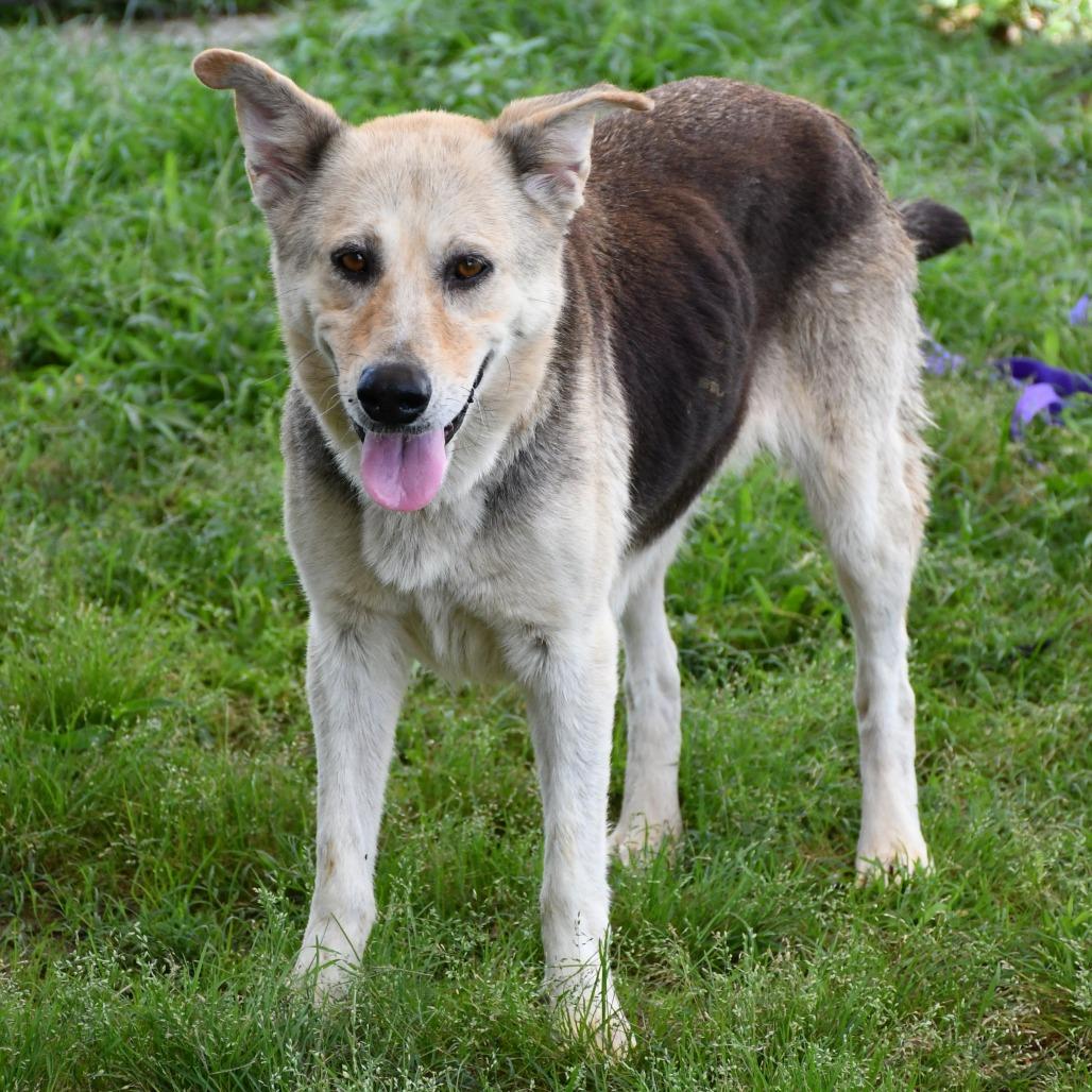 Enlarge Tibon, a Adoptable mixed breed in Beaumont, TX image 3/6