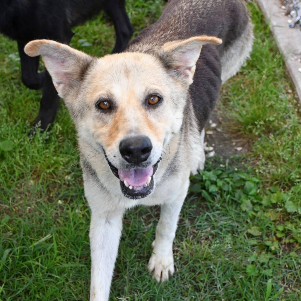 Enlarge Tibon, a Adoptable mixed breed in Beaumont, TX image 4/6