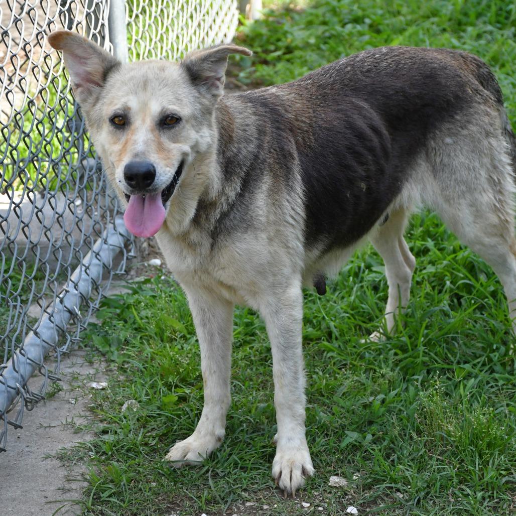 Enlarge Tibon, a Adoptable mixed breed in Beaumont, TX image 5/6