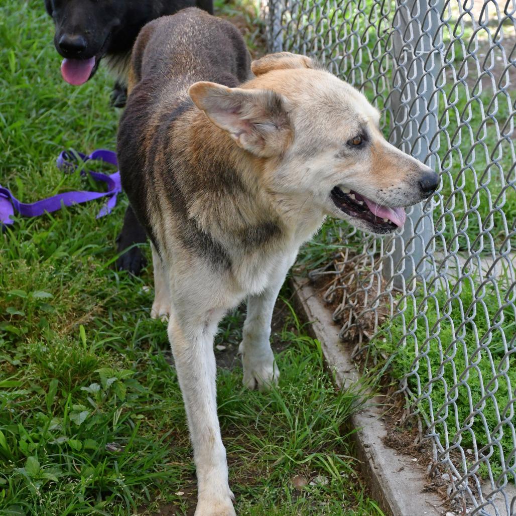 Enlarge Tibon, a Adoptable mixed breed in Beaumont, TX image 6/6