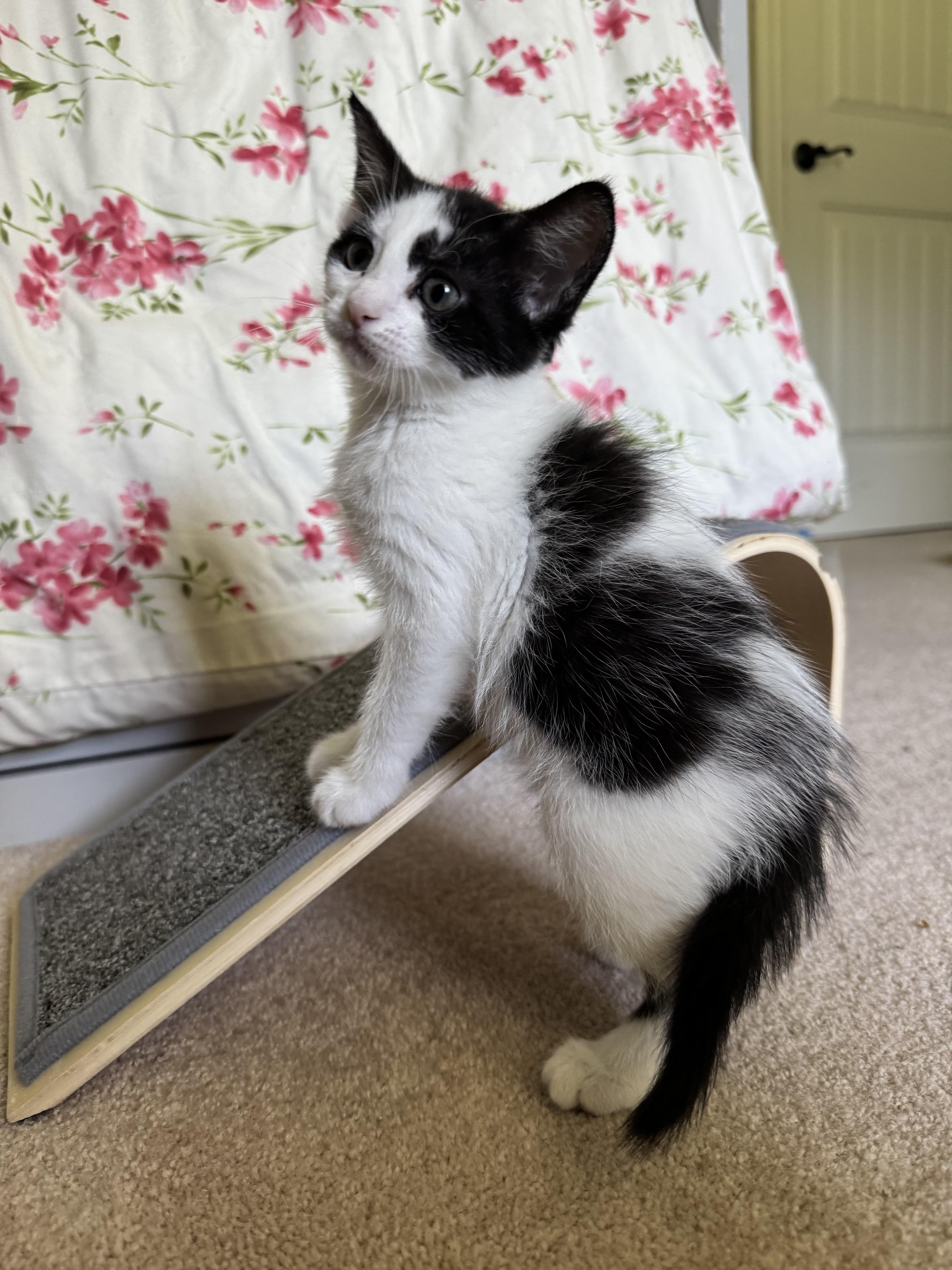 Fern, Adoptable, Kitten Female Domestic Medium Hair.