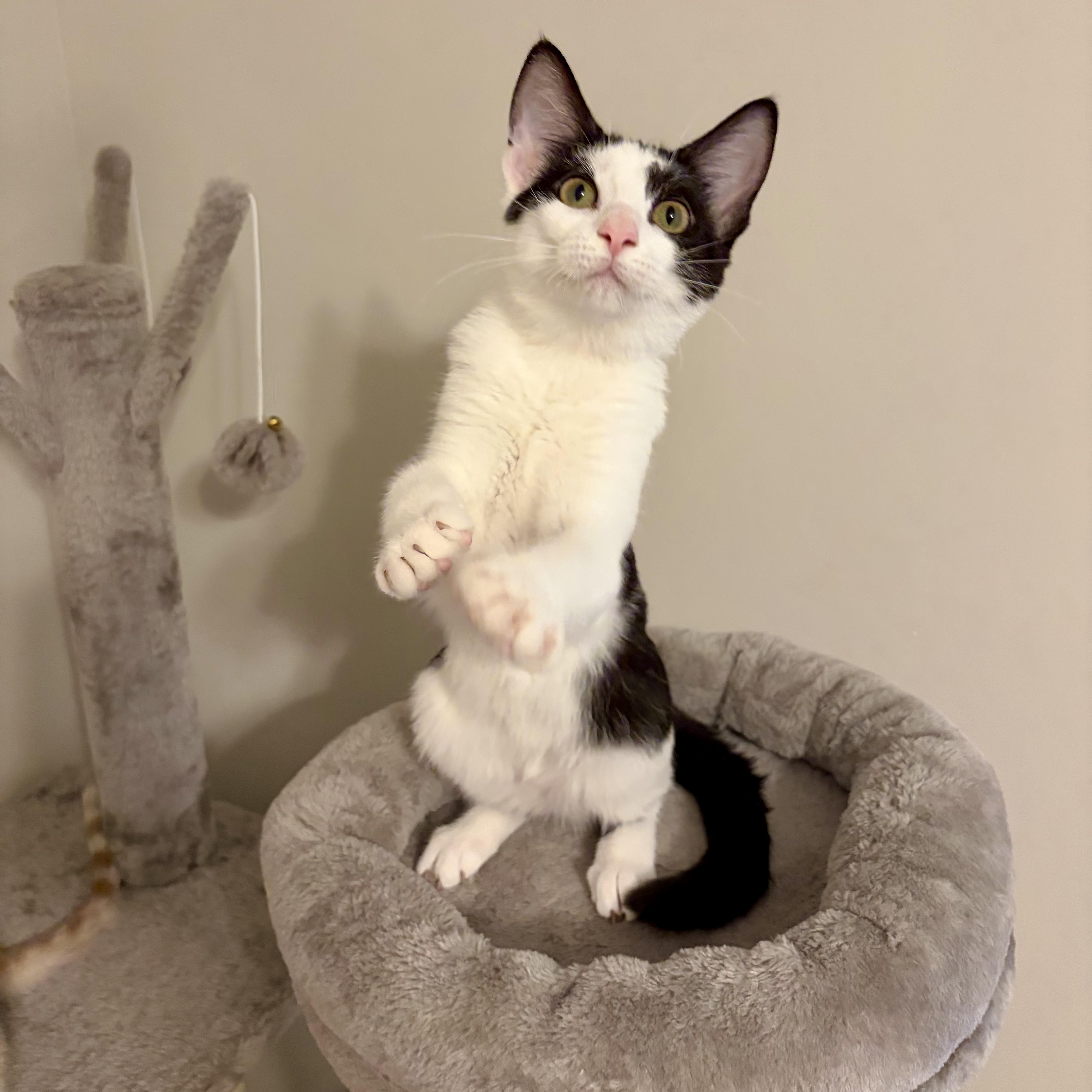 Fern, a Adoptable Domestic Short Hair in Murphysboro, IL image 5/6