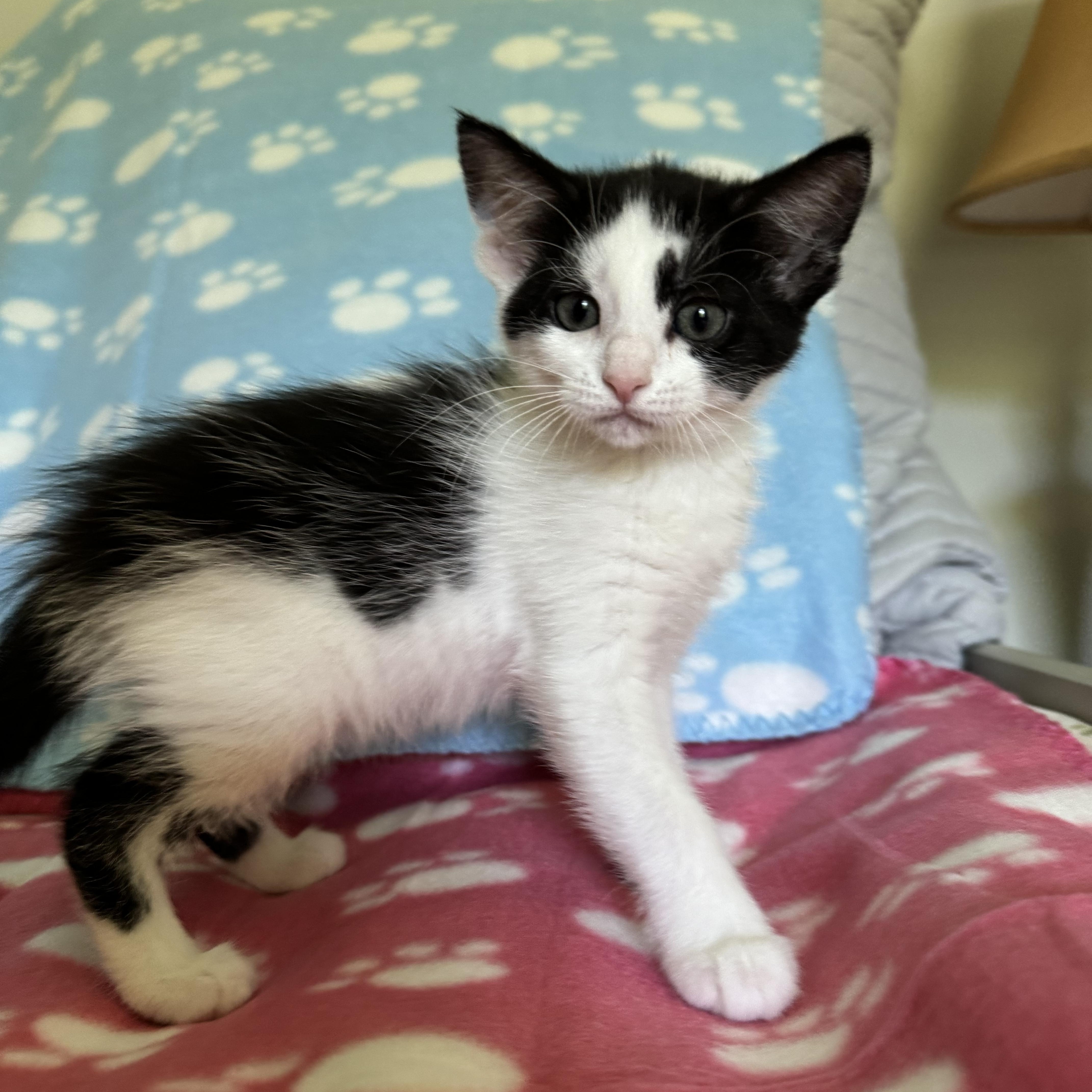 Fern, a Adoptable Domestic Medium Hair in Murphysboro, IL image 2/3