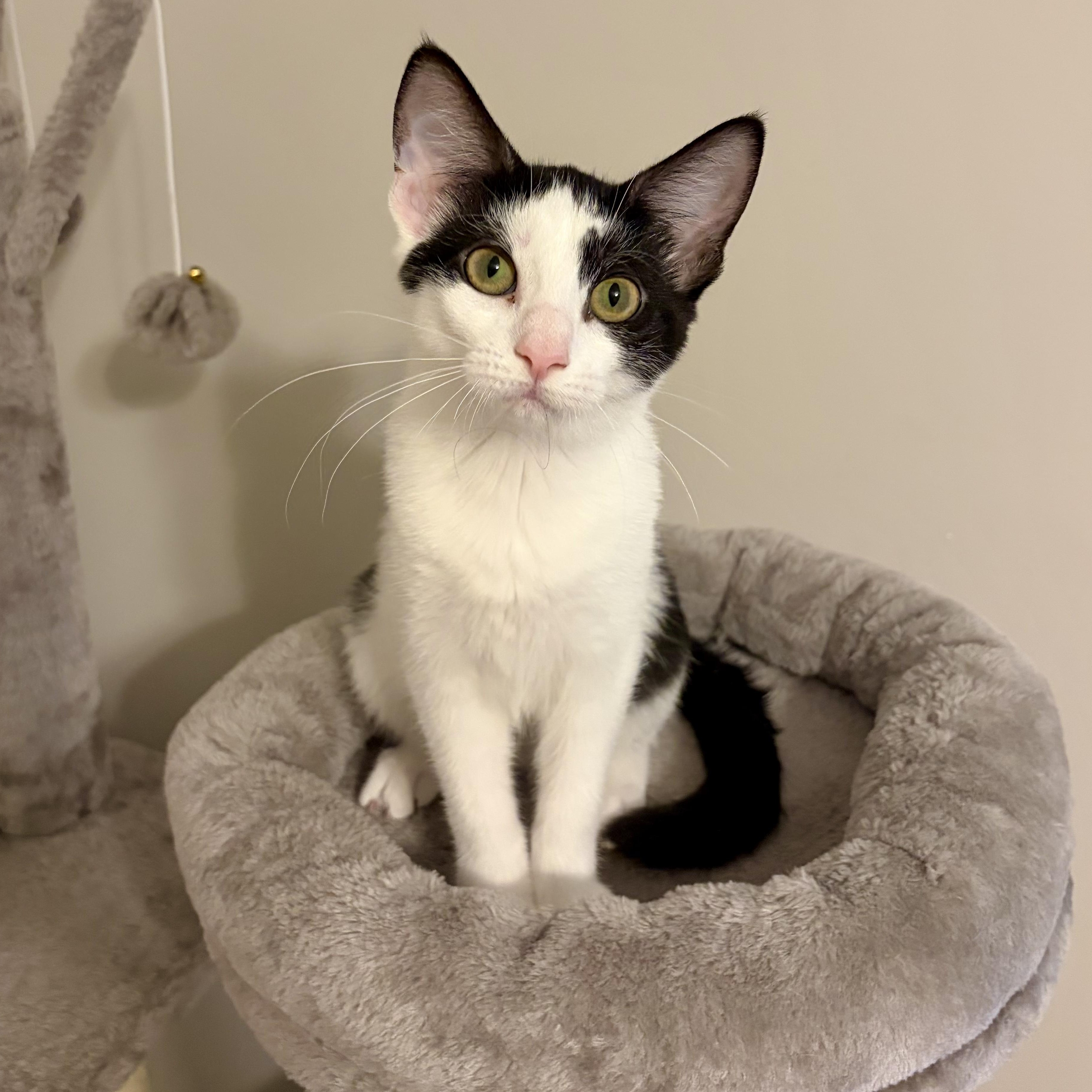 Fern, a Adoptable Domestic Short Hair in Murphysboro, IL image 2/6